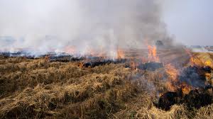 Farmers In Punjab Are Burning Rice Stubble