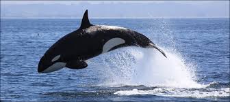 Killer Whale Was Spotted In Pakistani